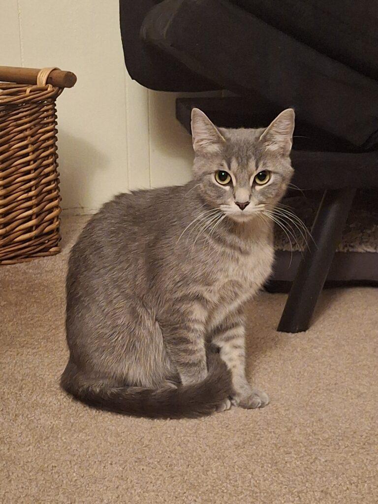 Enlarge SUB-ZERO, a Adoptable Domestic Short Hair in Ironwood, MI image 1/1