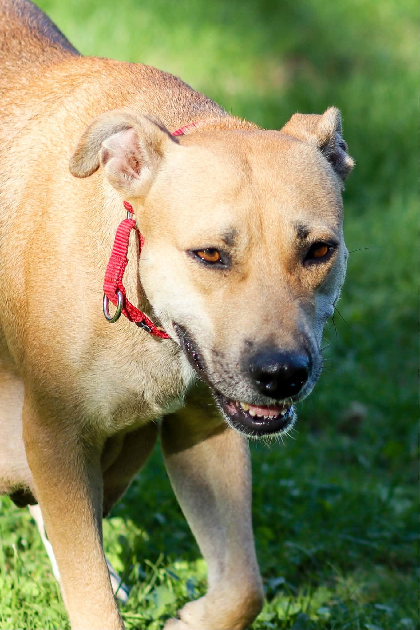 Mama Ruby Ann, Adoptable, Adult Female Pit Bull Terrier & Black Mouth Cur.