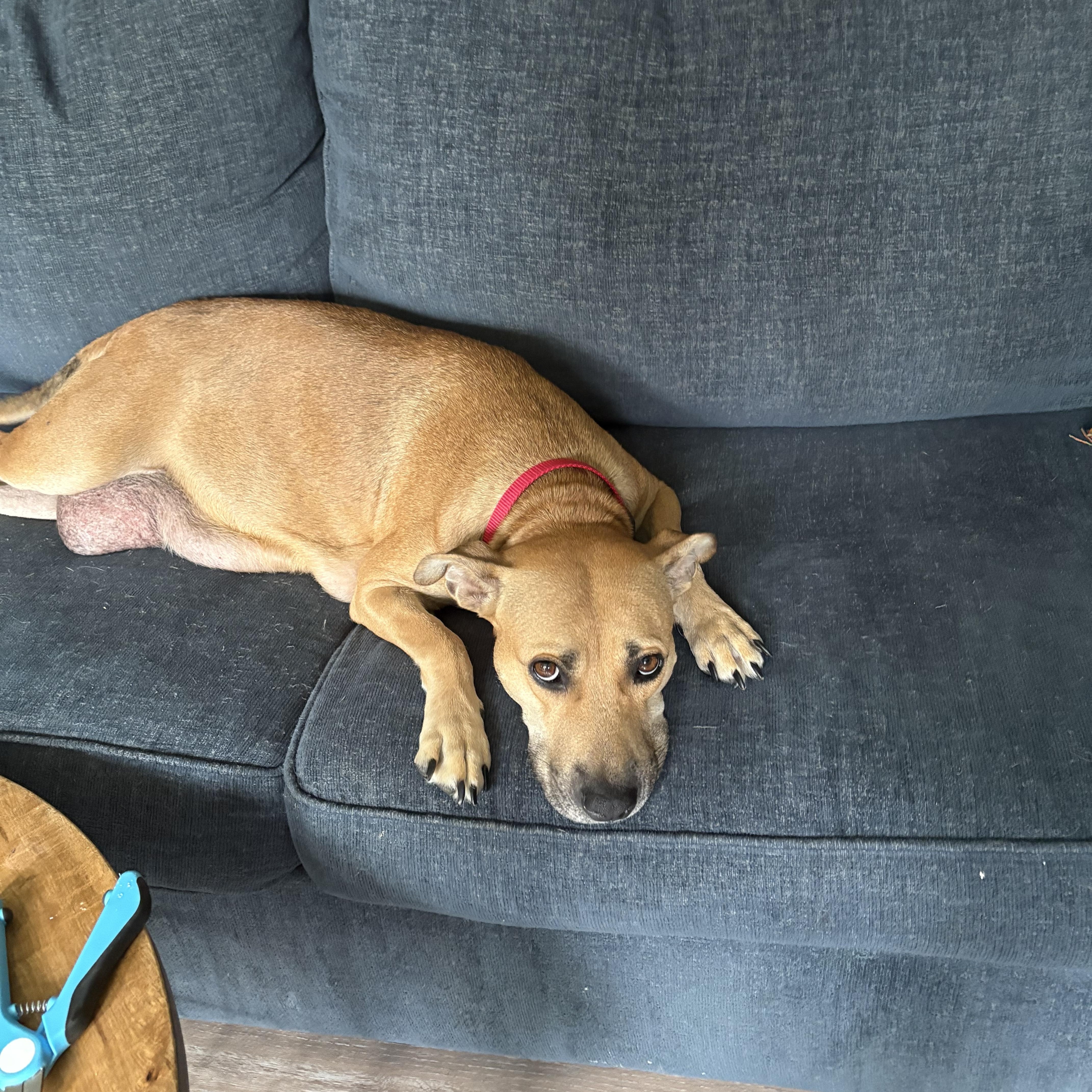 Enlarge Mama Ruby Ann, a Adoptable mixed breed in Granby, CT image 3/4