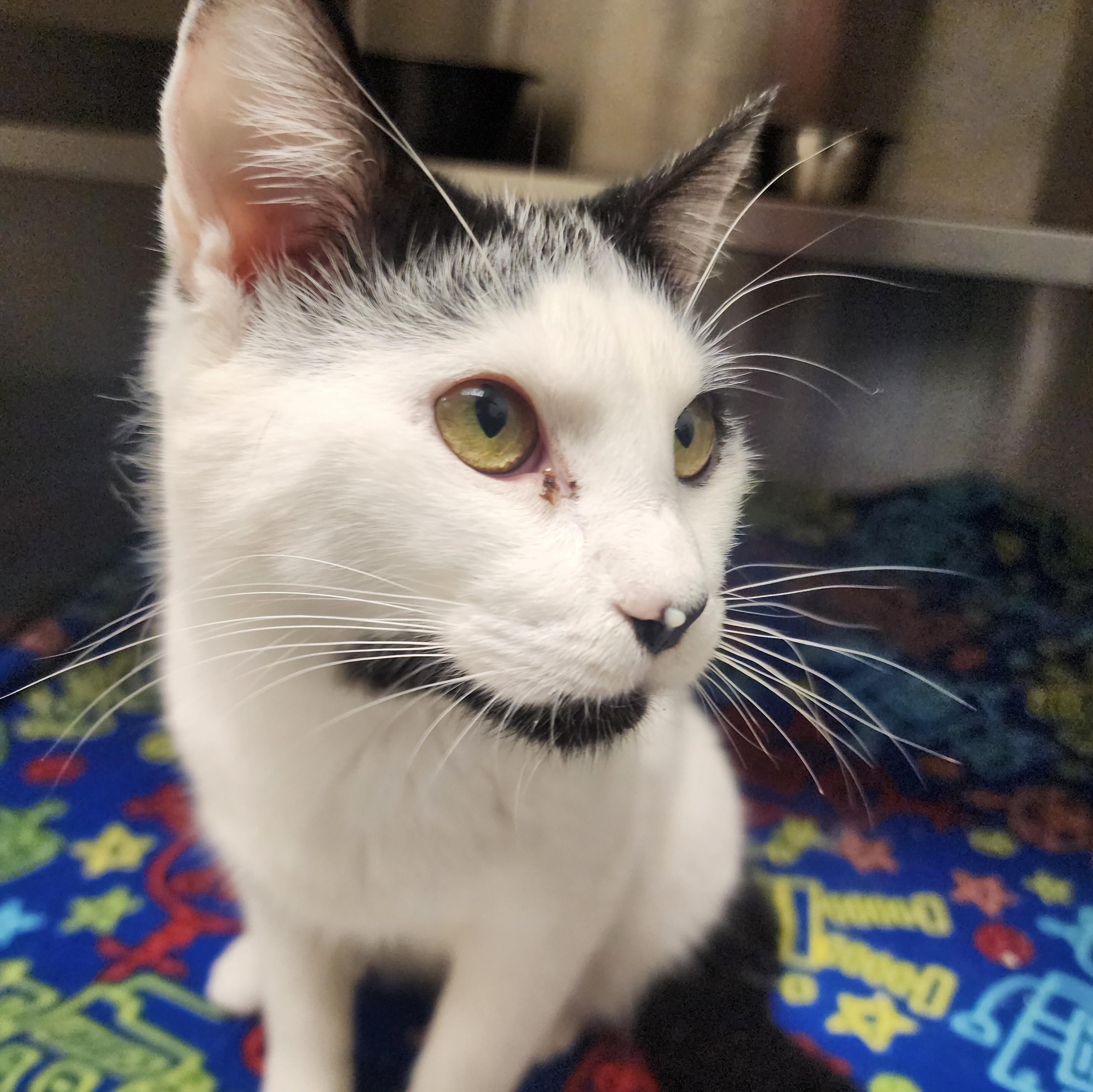 Enlarge Unah, a ADOPTABLE Domestic Short Hair in Liberty, MO image 1/2