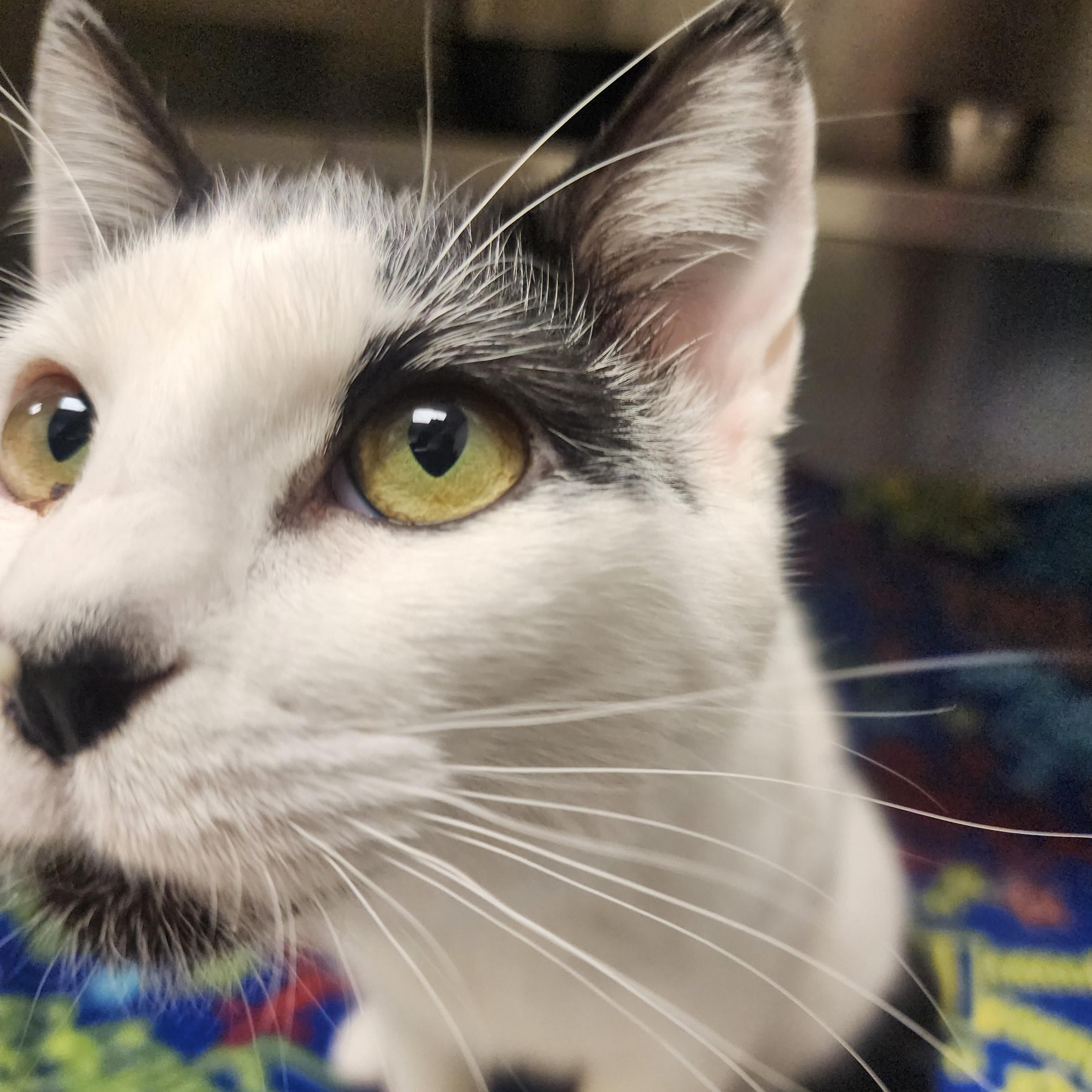 Enlarge Unah, a ADOPTABLE Domestic Short Hair in Liberty, MO image 2/2