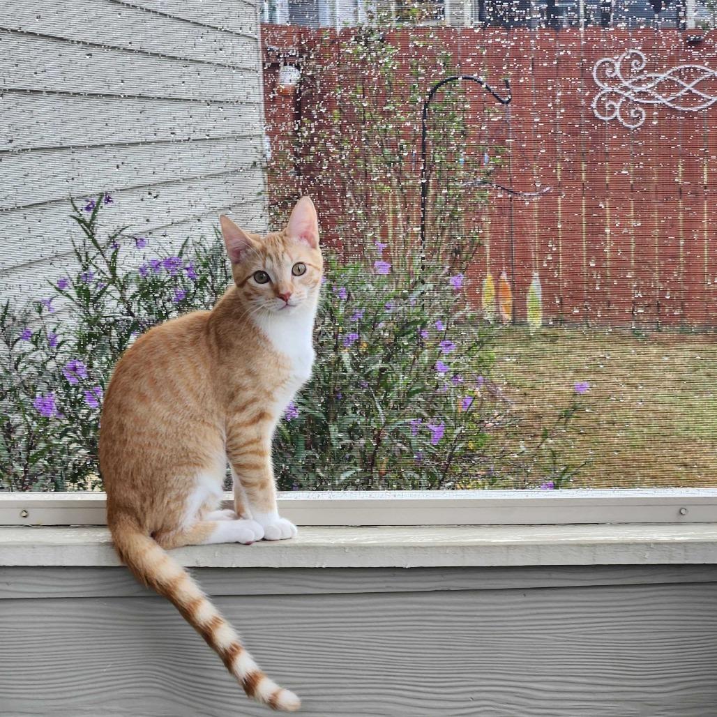 Chance, Adoptable, Young Male Domestic Short Hair.