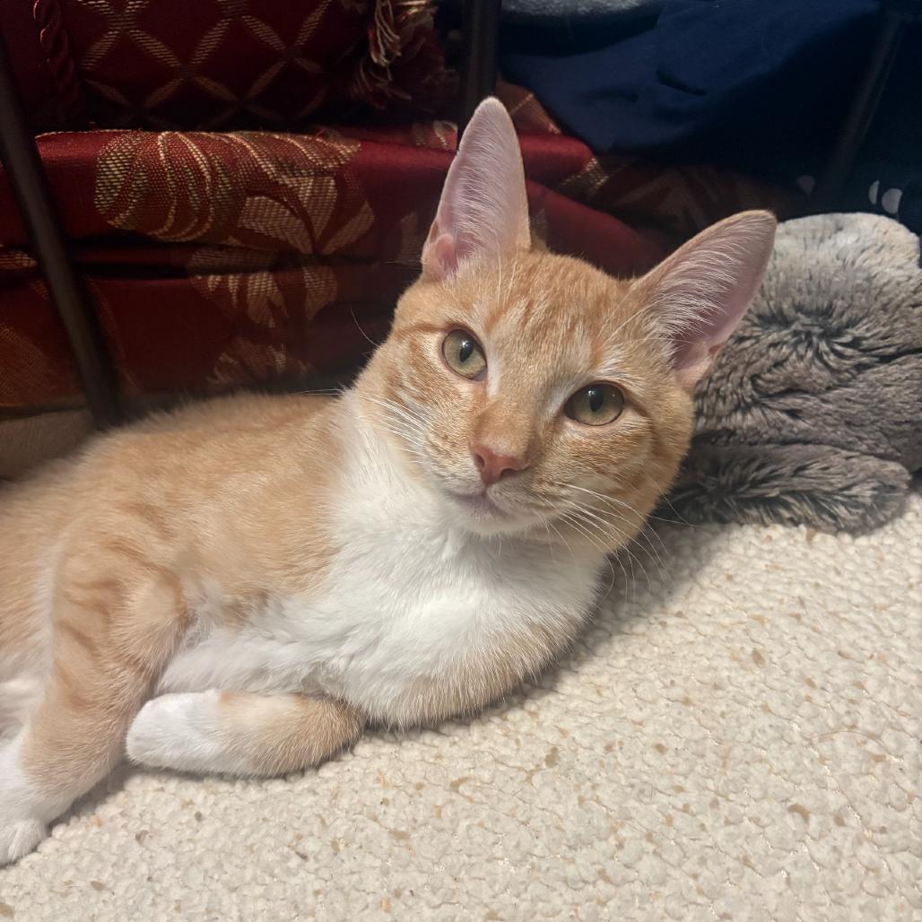 Enlarge Chance, a Adoptable Domestic Short Hair in Valdosta , GA image 2/3