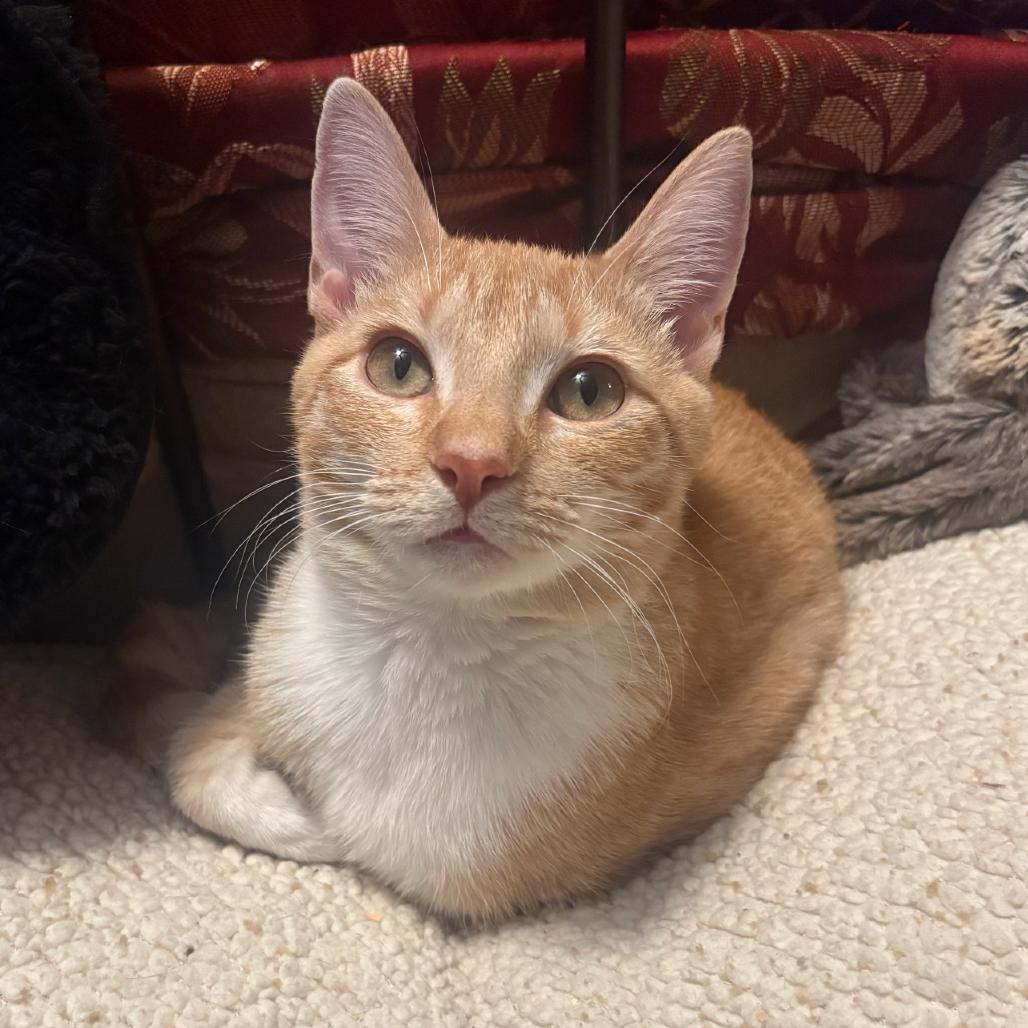 Enlarge Chance, a Adoptable Domestic Short Hair in Valdosta , GA image 3/3