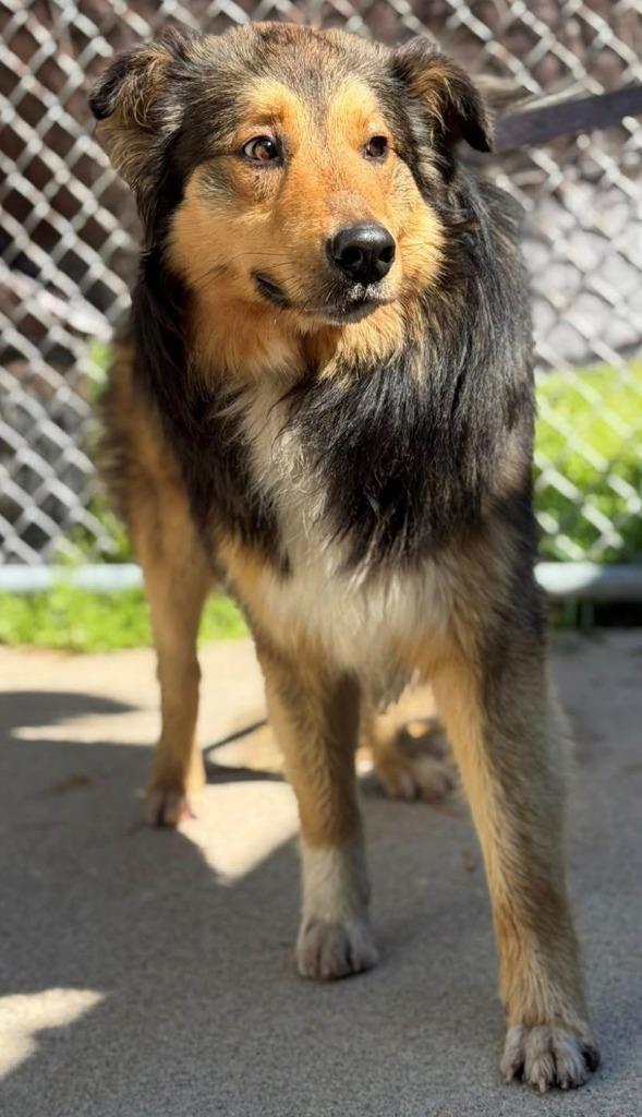 Enlarge Rudy, a Adoptable Border Collie in Louisville, IL image 1/1
