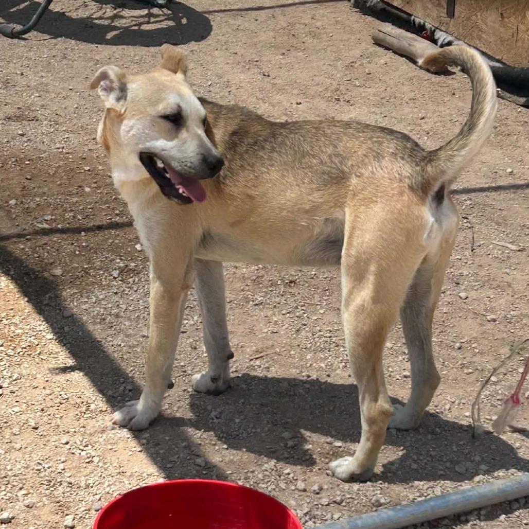 Floppy, Adoptable, Adult Male Mixed Breed & Mixed Breed.
