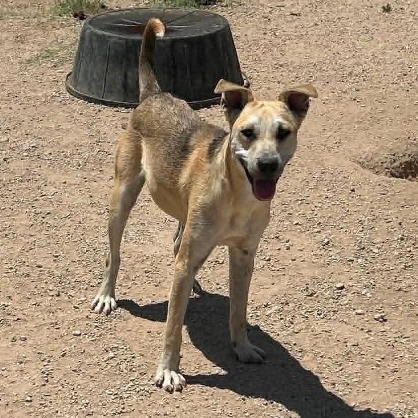 Enlarge Floppy, a Adoptable mixed breed in Odessa, TX image 2/2