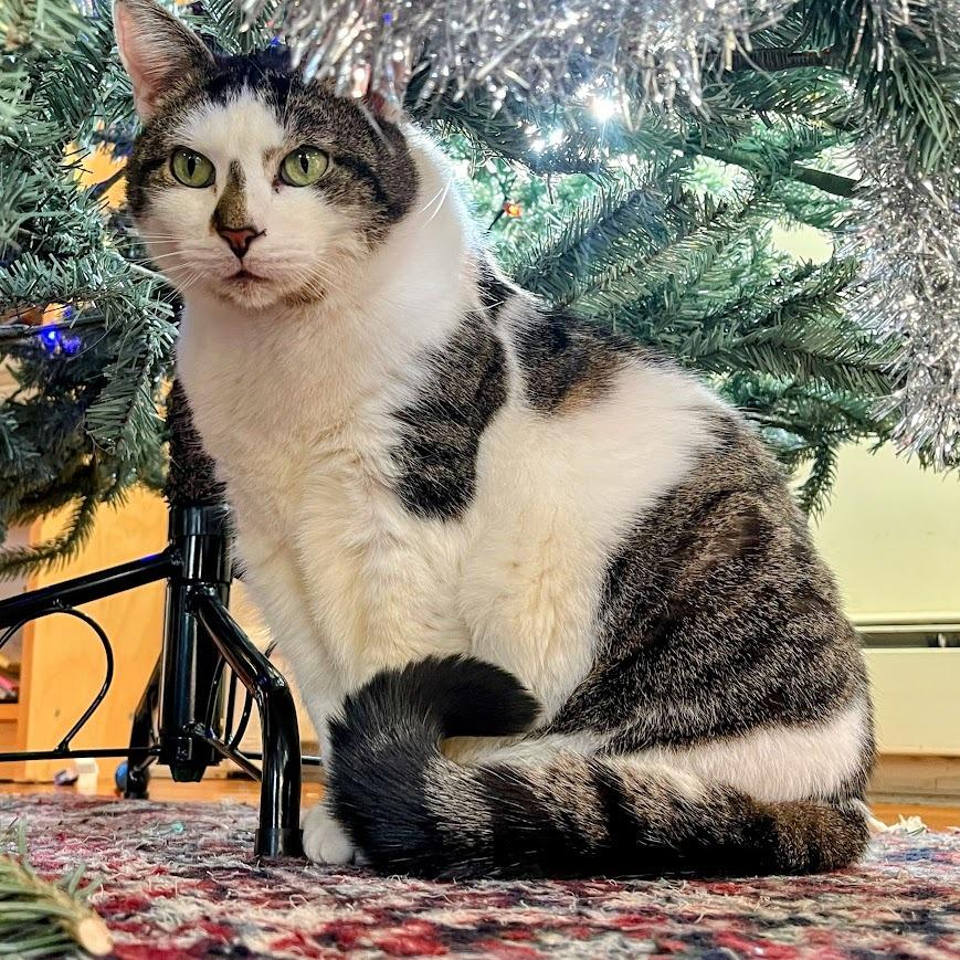 Talenti — thumbnail 2