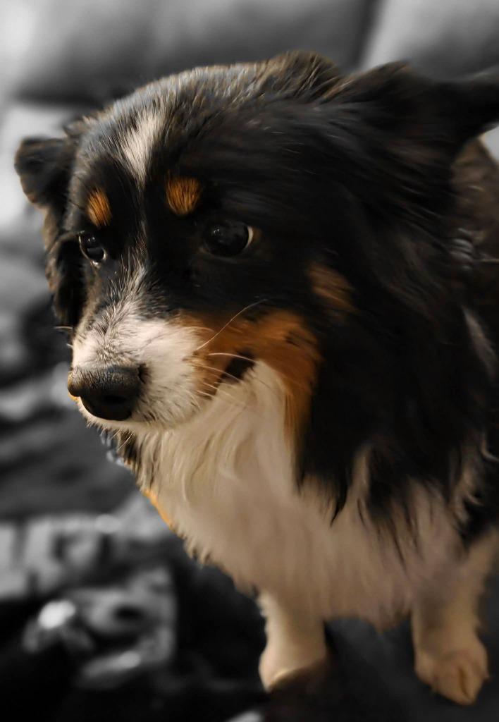 Cricket $475, a Adoptable mixed breed in Milwaukee, WI image 1/2