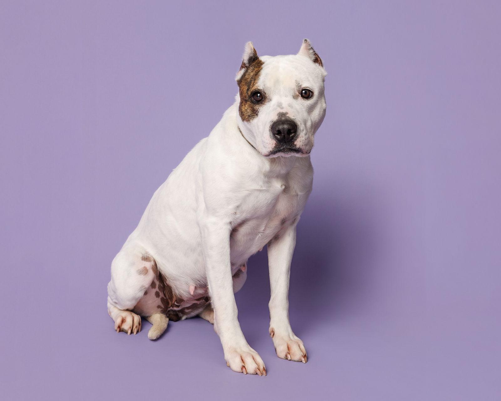 Birdie, Adoptable, Young Female Mixed Breed.