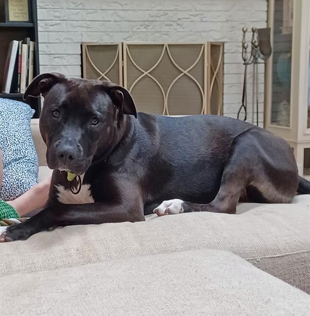 COOKIE, Adoptable, Young Female Pit Bull Terrier.