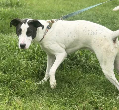 Enlarge Cooper, a Adoptable mixed breed in Quakertown, PA image 5/5