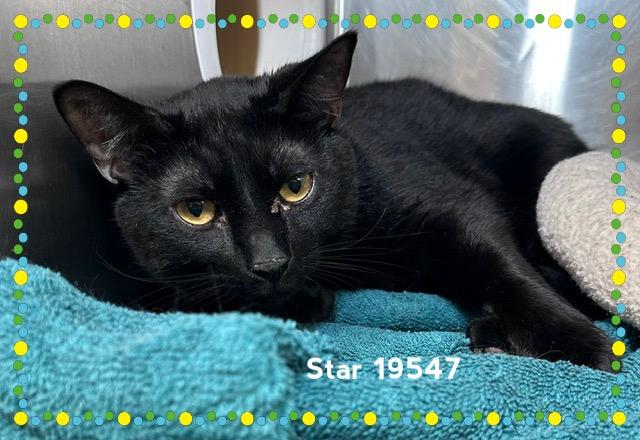 STAR, adopted, Adult Male Domestic Short Hair.