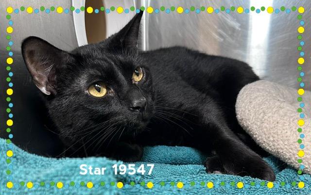 STAR, an adopted Domestic Short Hair in Marietta, GA image 2/4