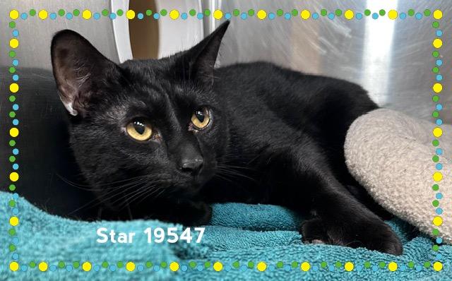 STAR, an adopted Domestic Short Hair in Marietta, GA image 3/4