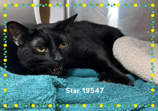 STAR, an adopted Domestic Short Hair in Marietta, GA image 4/4