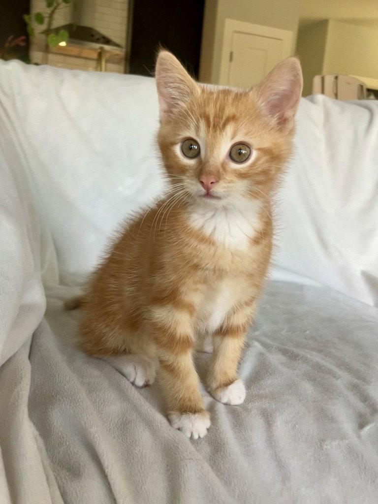 Bert, Adoptable, Kitten Male Domestic Short Hair & Domestic Medium Hair.