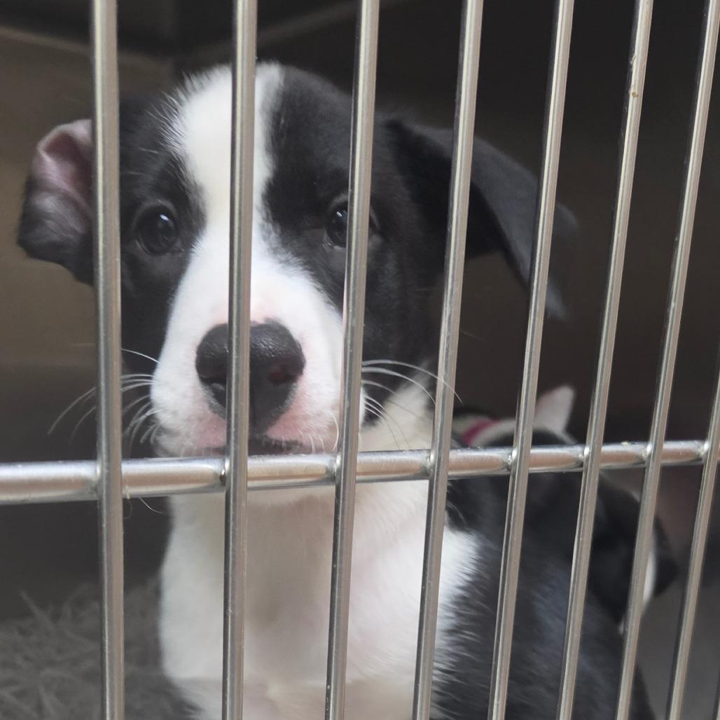 Enlarge Jan, a Adoptable Border Collie in Lakeland, FL image 1/1