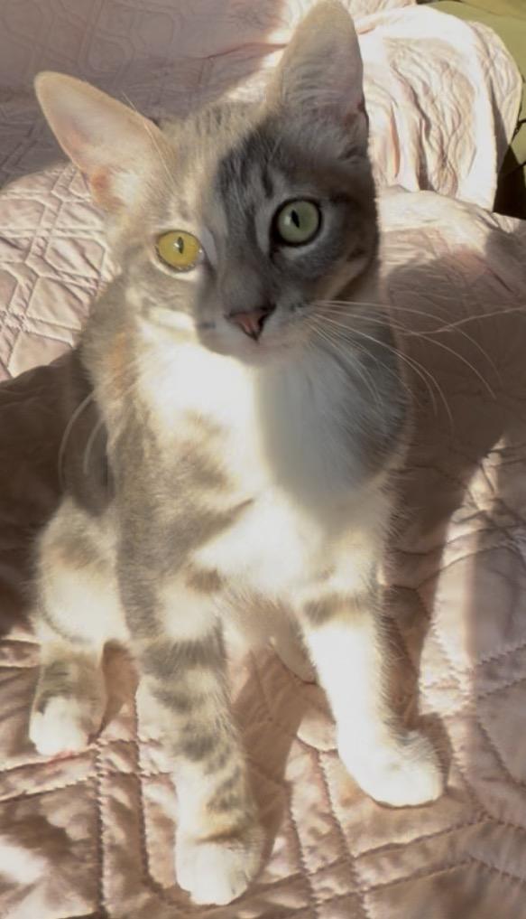 Mai Tai, a Adoptable mixed breed in Midvale, UT image 5/6