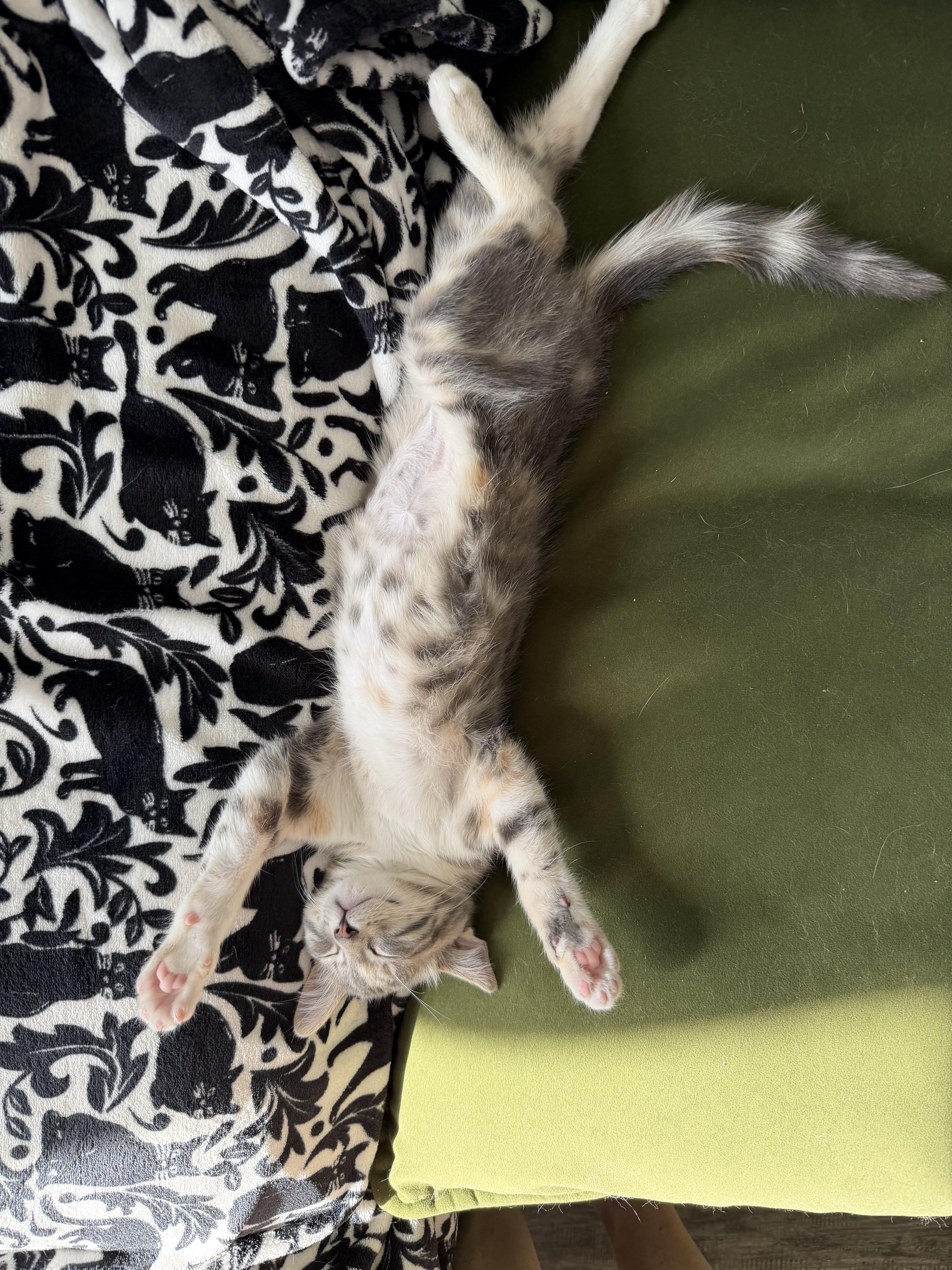 Mai Tai, Adoptable, Kitten Female Dilute Calico & Tabby.