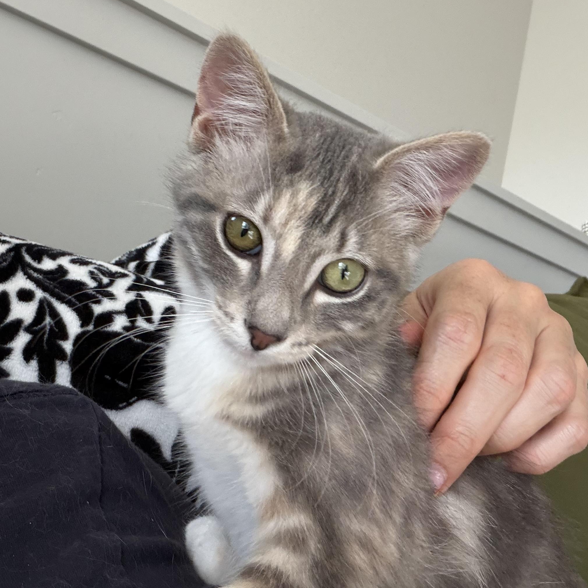 Mai Tai, Adoptable, Kitten Female Dilute Calico & Tabby.