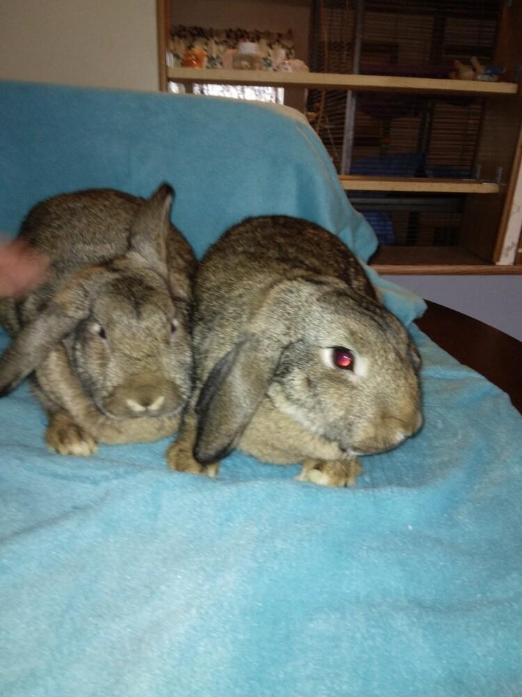 Janice (bonded to Fran & Kahuna), Adoptable, Adult Female Mini Rex & Lop Eared.