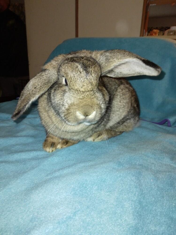 Janice (bonded to Fran & Kahuna), a Adoptable mixed breed in Gainesville, FL image 2/3