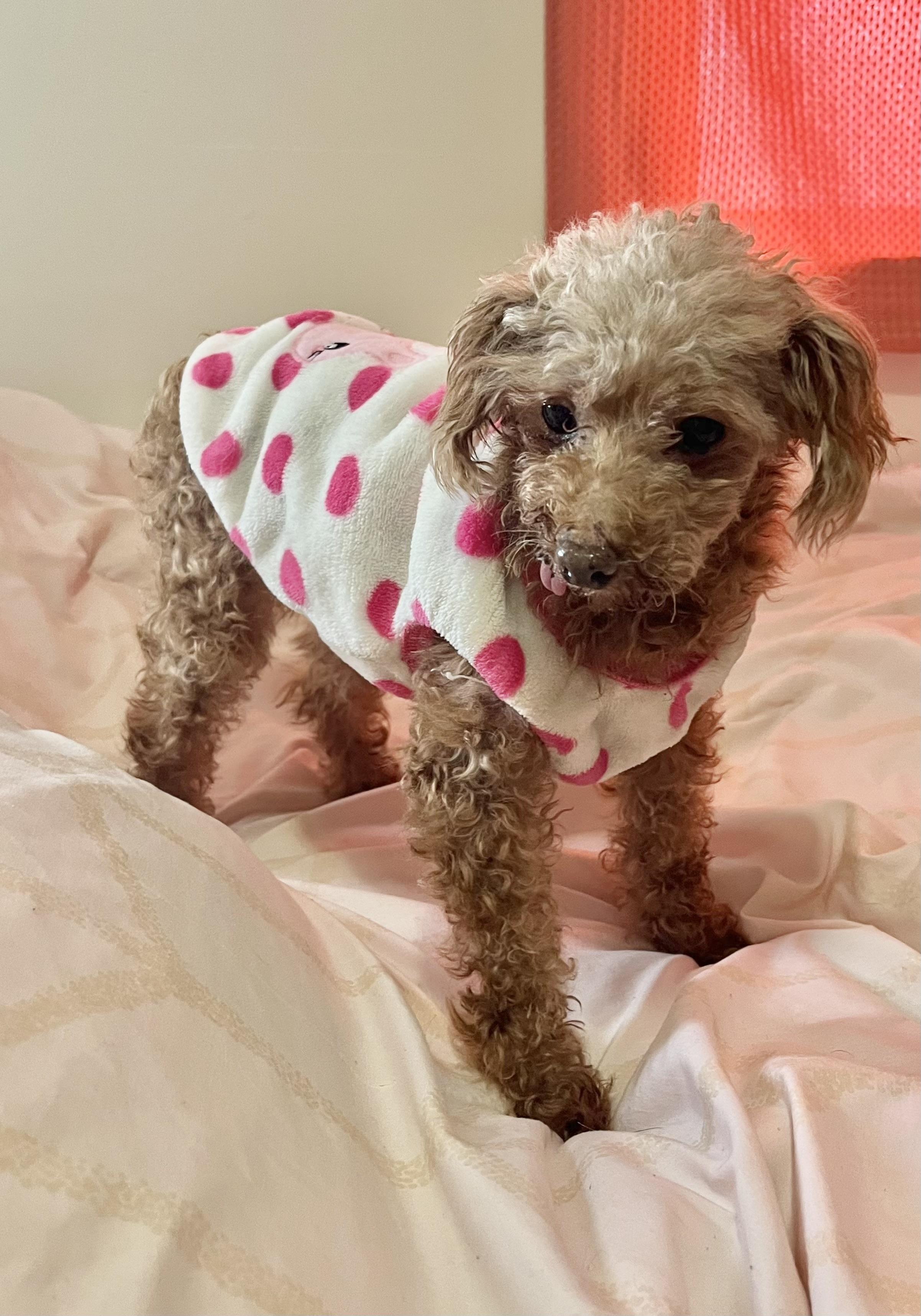 Enlarge Linney, a Adoptable Miniature Poodle in Barnegat, NJ image 2/5