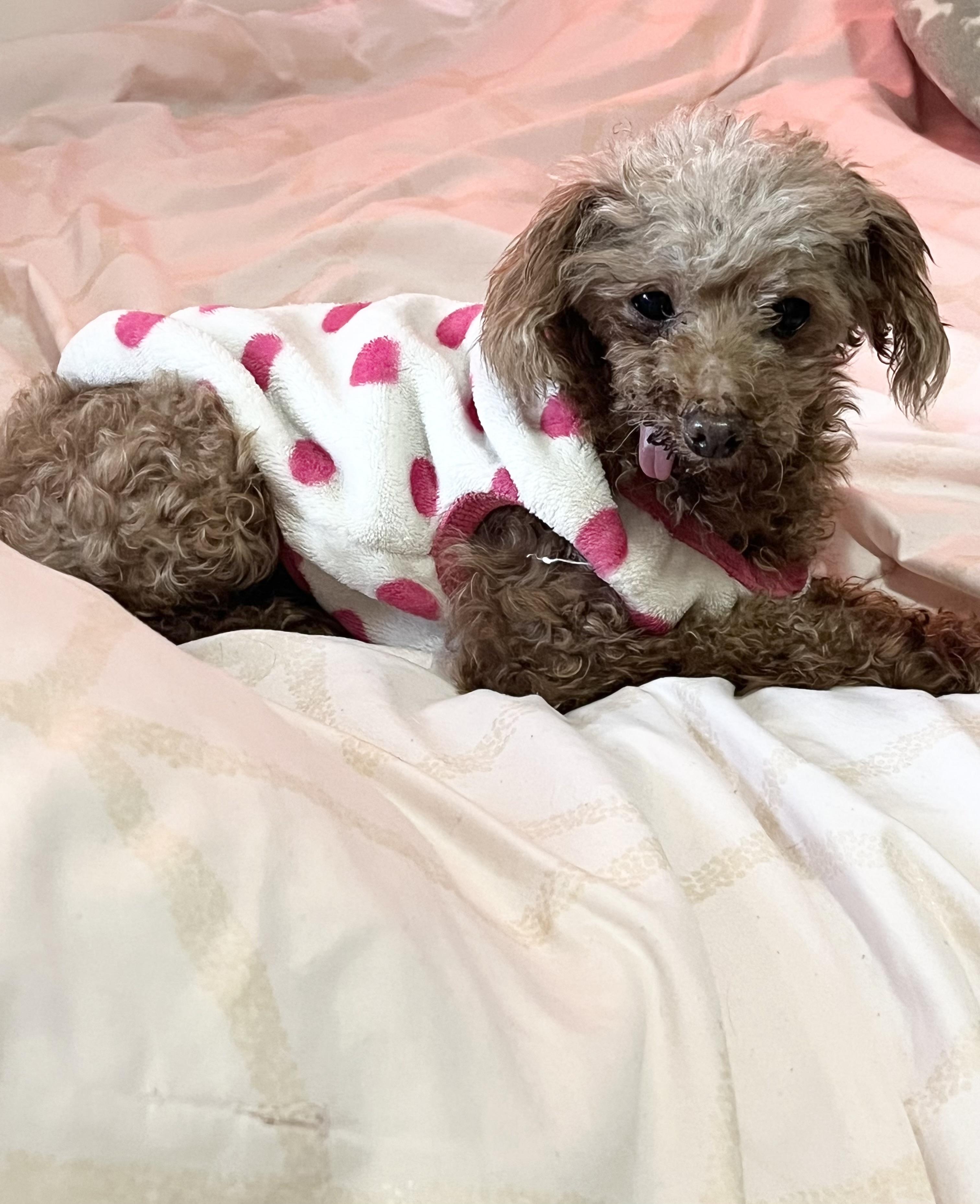Linney, Adoptable, Adult Female Miniature Poodle.