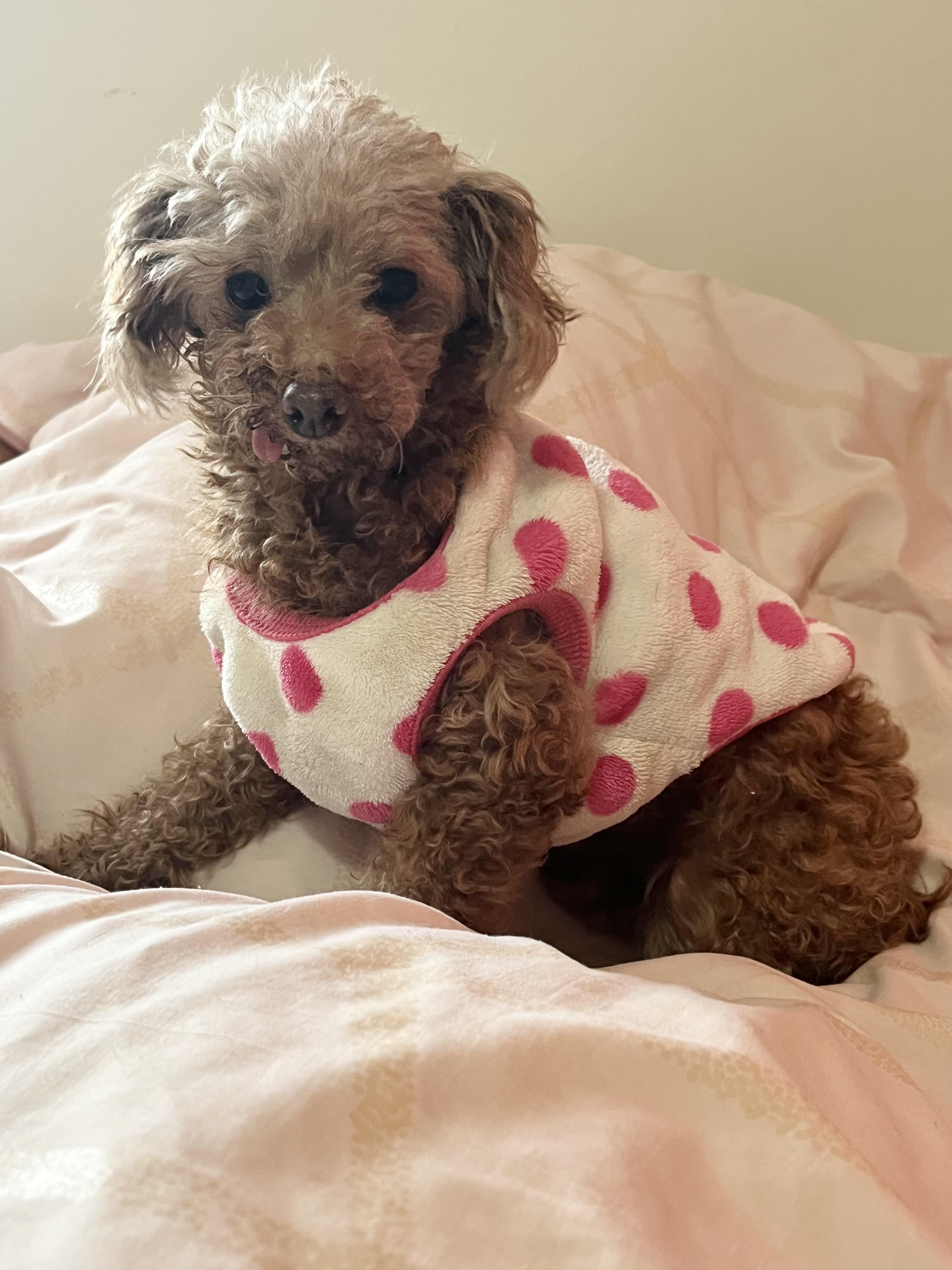 Enlarge Linney, a Adoptable Miniature Poodle in Barnegat, NJ image 3/5