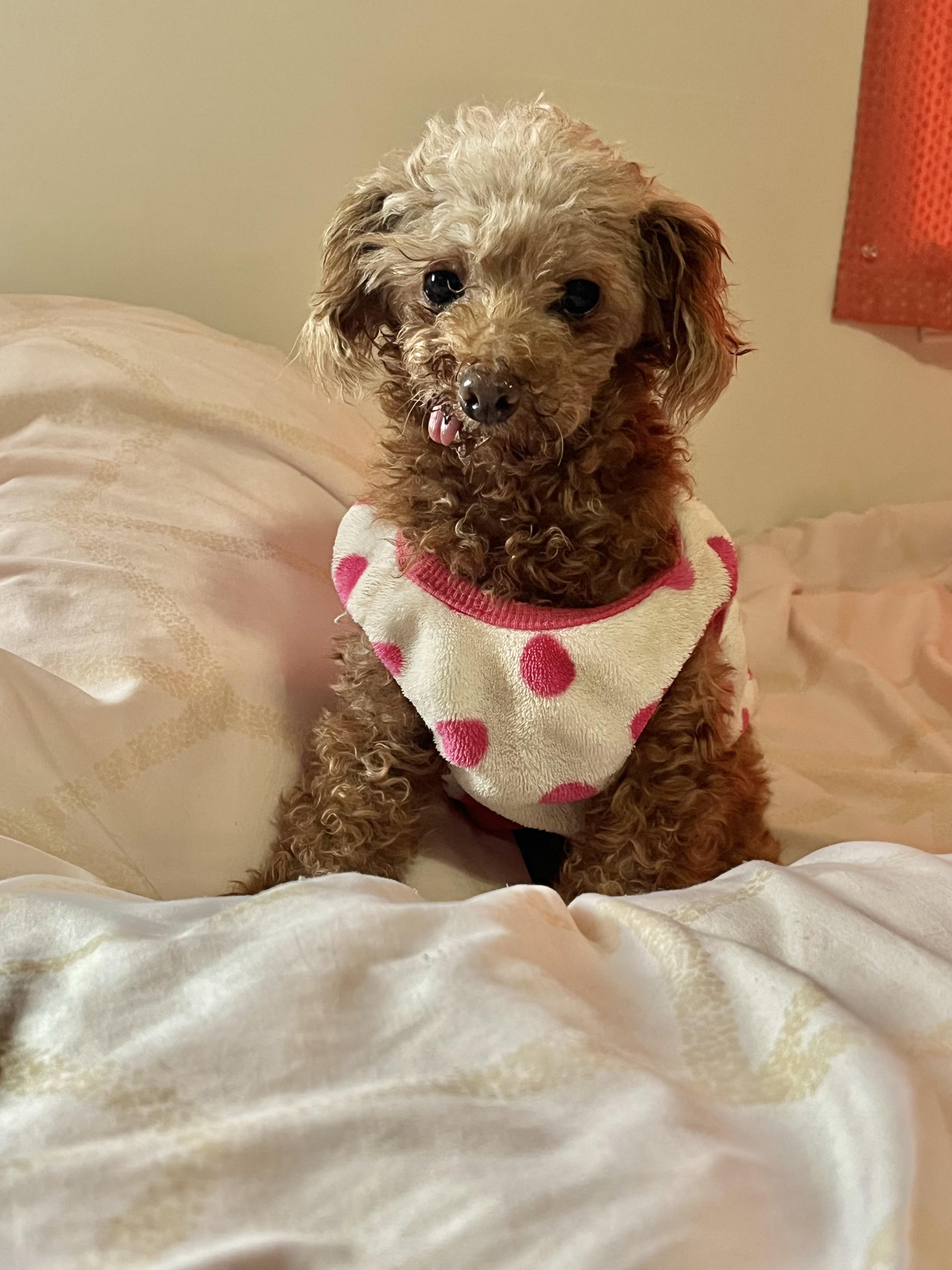 Enlarge Linney, a Adoptable Miniature Poodle in Barnegat, NJ image 4/5