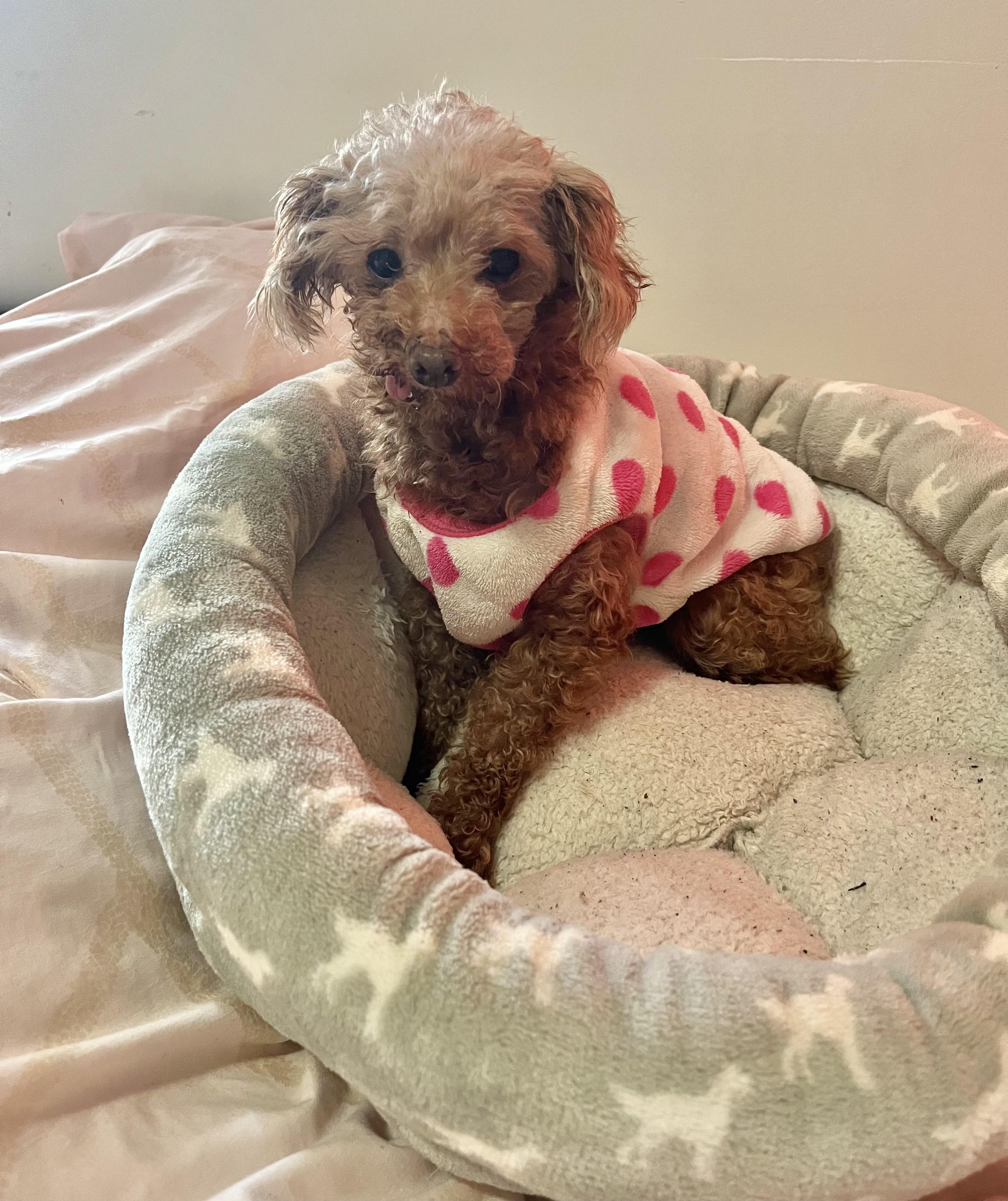 Enlarge Linney, a Adoptable Miniature Poodle in Barnegat, NJ image 5/5