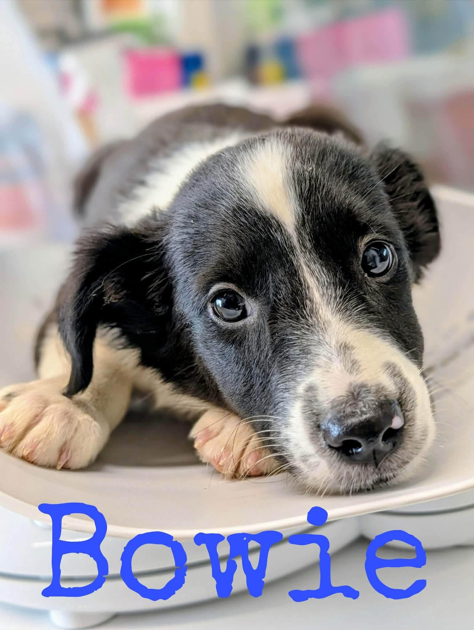 Enlarge Bowie, a Adoptable mixed breed in Cowlesville, NY image 2/2
