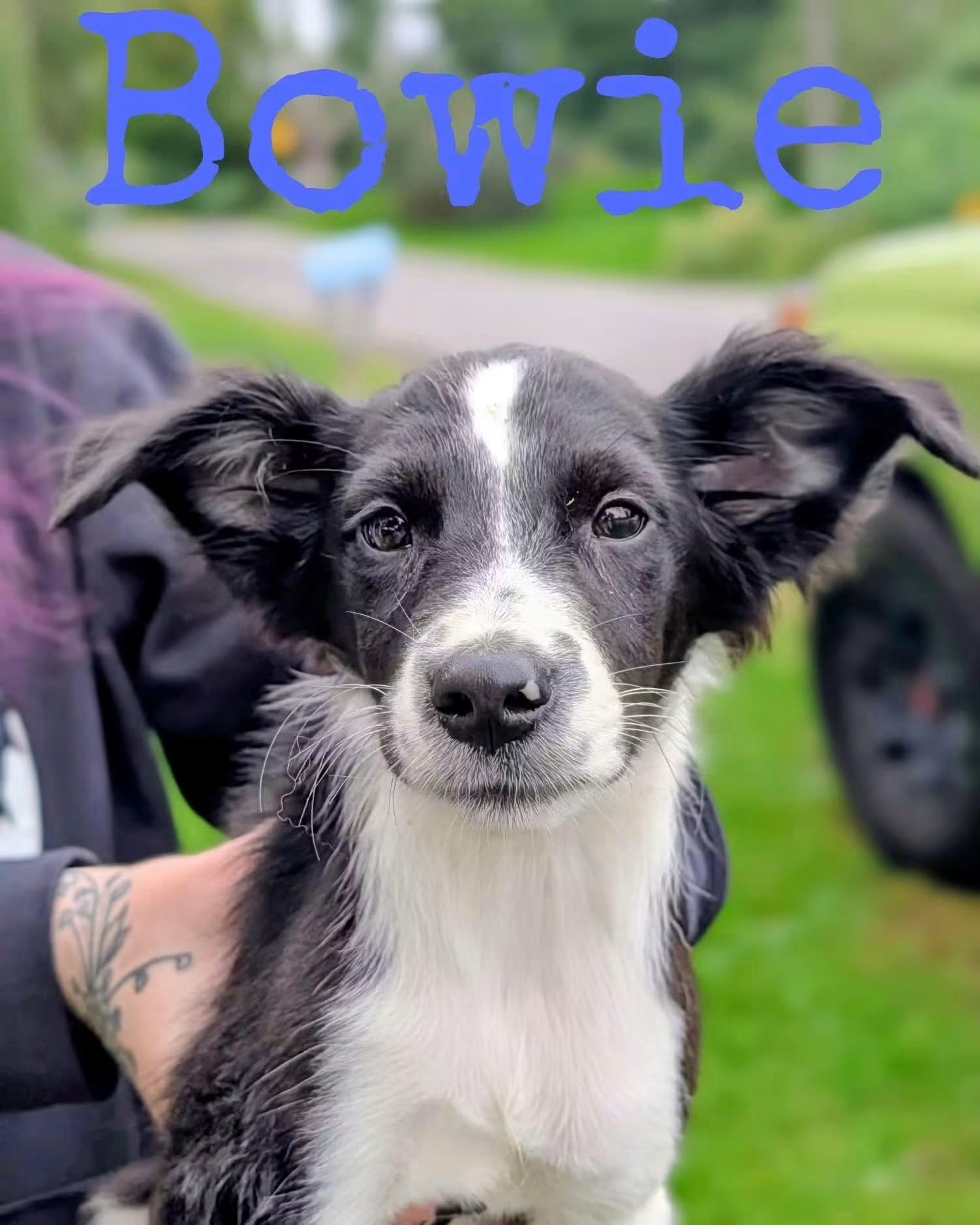 Bowie, Adoptable, Young Male Jack Russell Terrier.