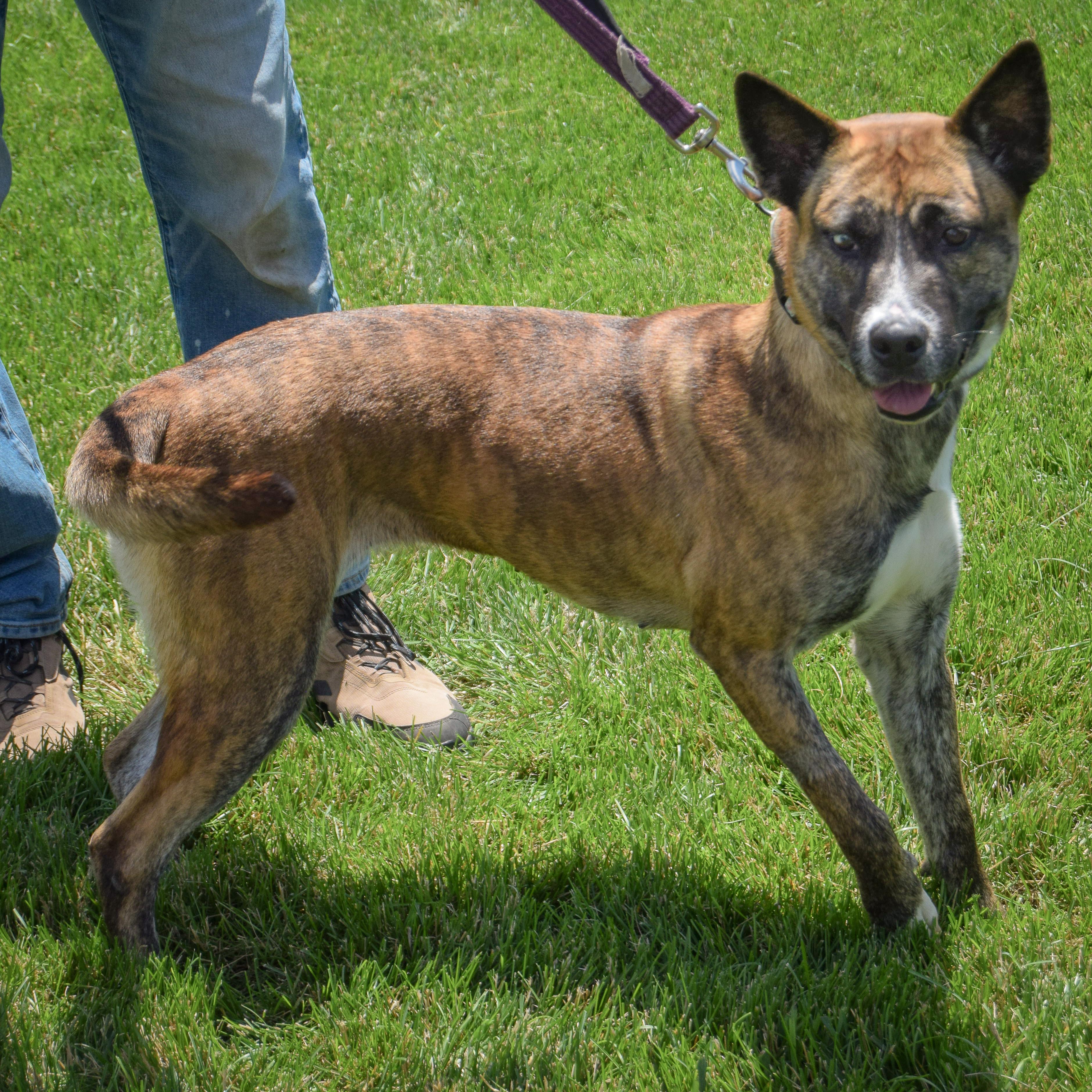 Enlarge Penguin, a Adoptable mixed breed in Huntley, IL image 3/5
