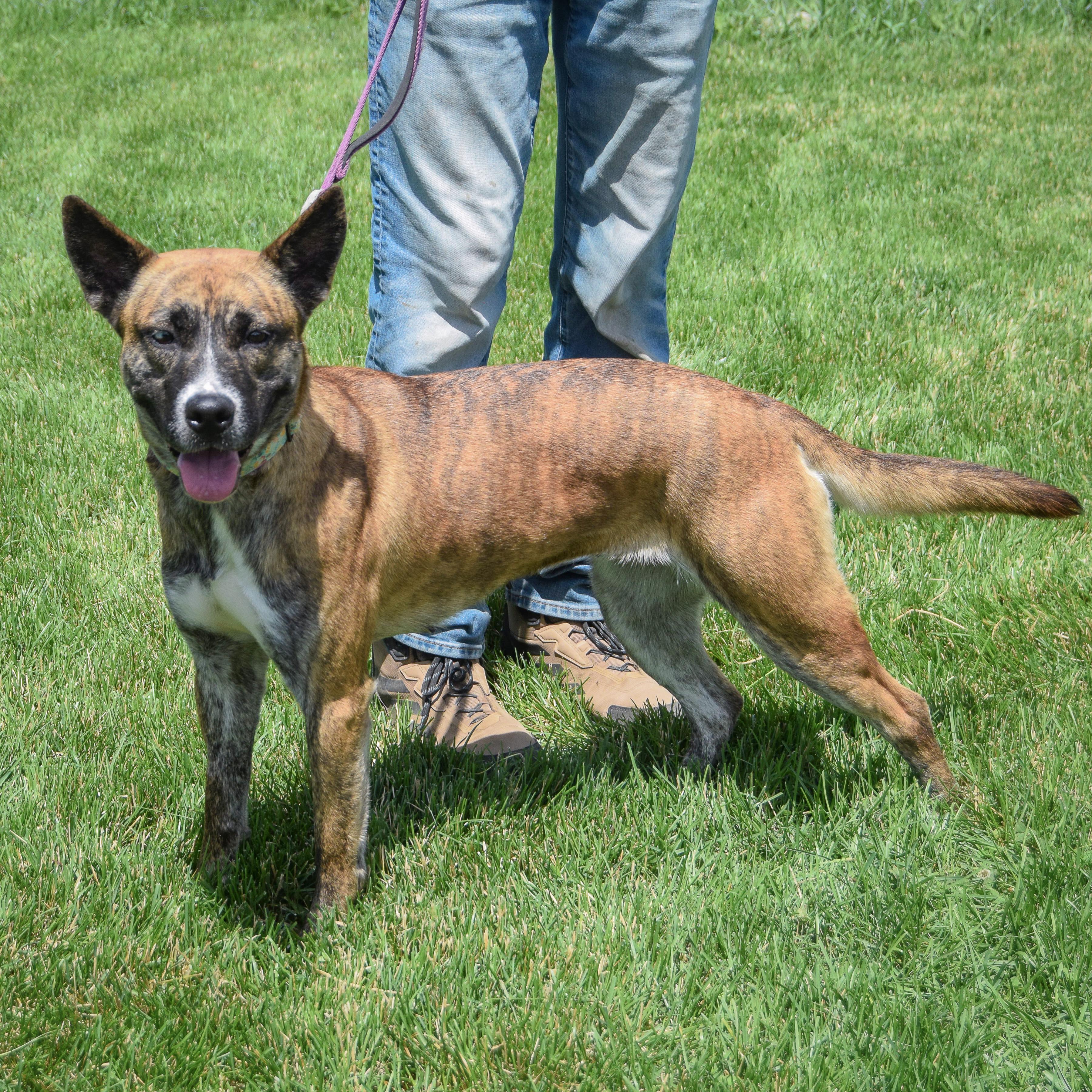 Enlarge Penguin, a Adoptable mixed breed in Huntley, IL image 2/5