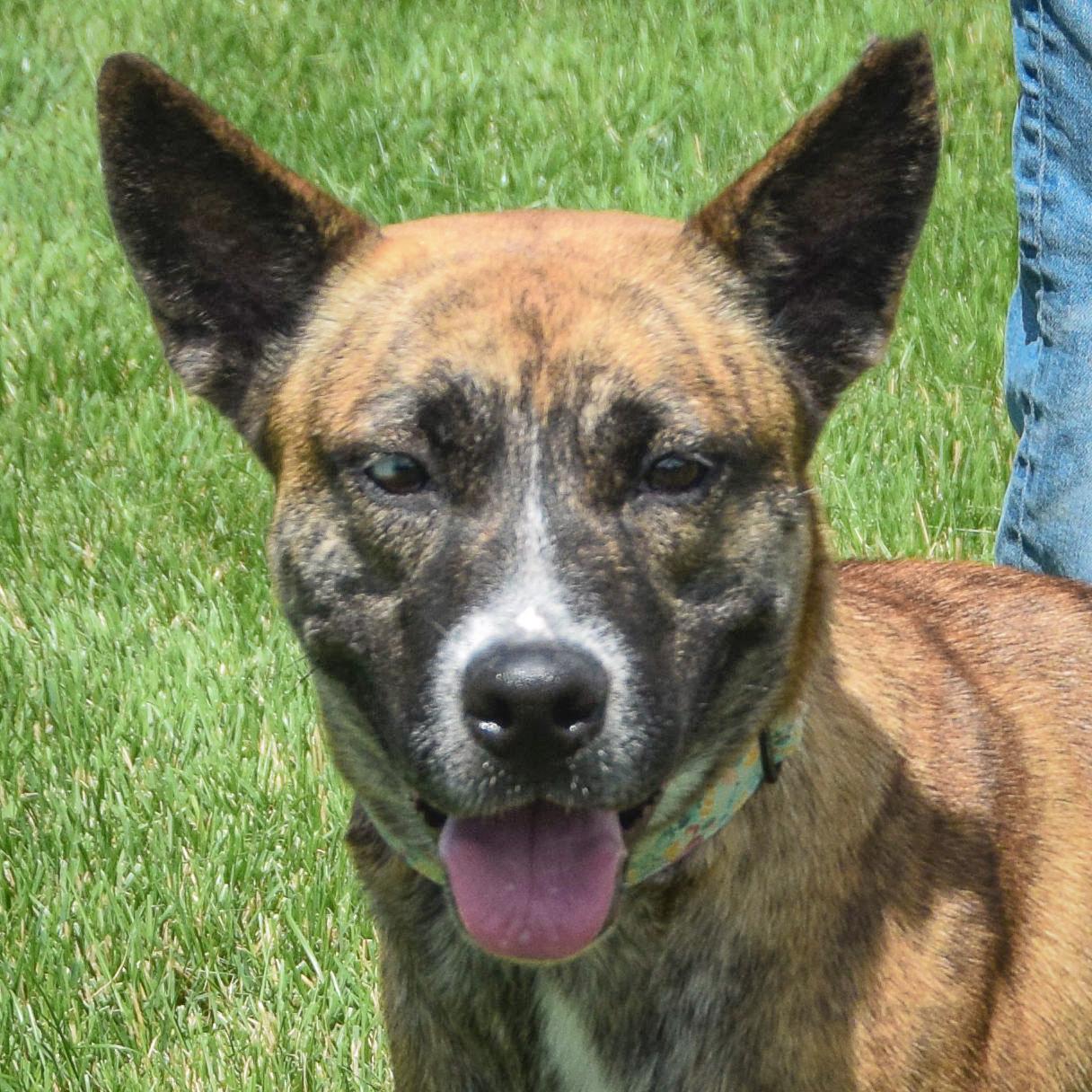 Enlarge Penguin, a Adoptable mixed breed in Huntley, IL image 1/5