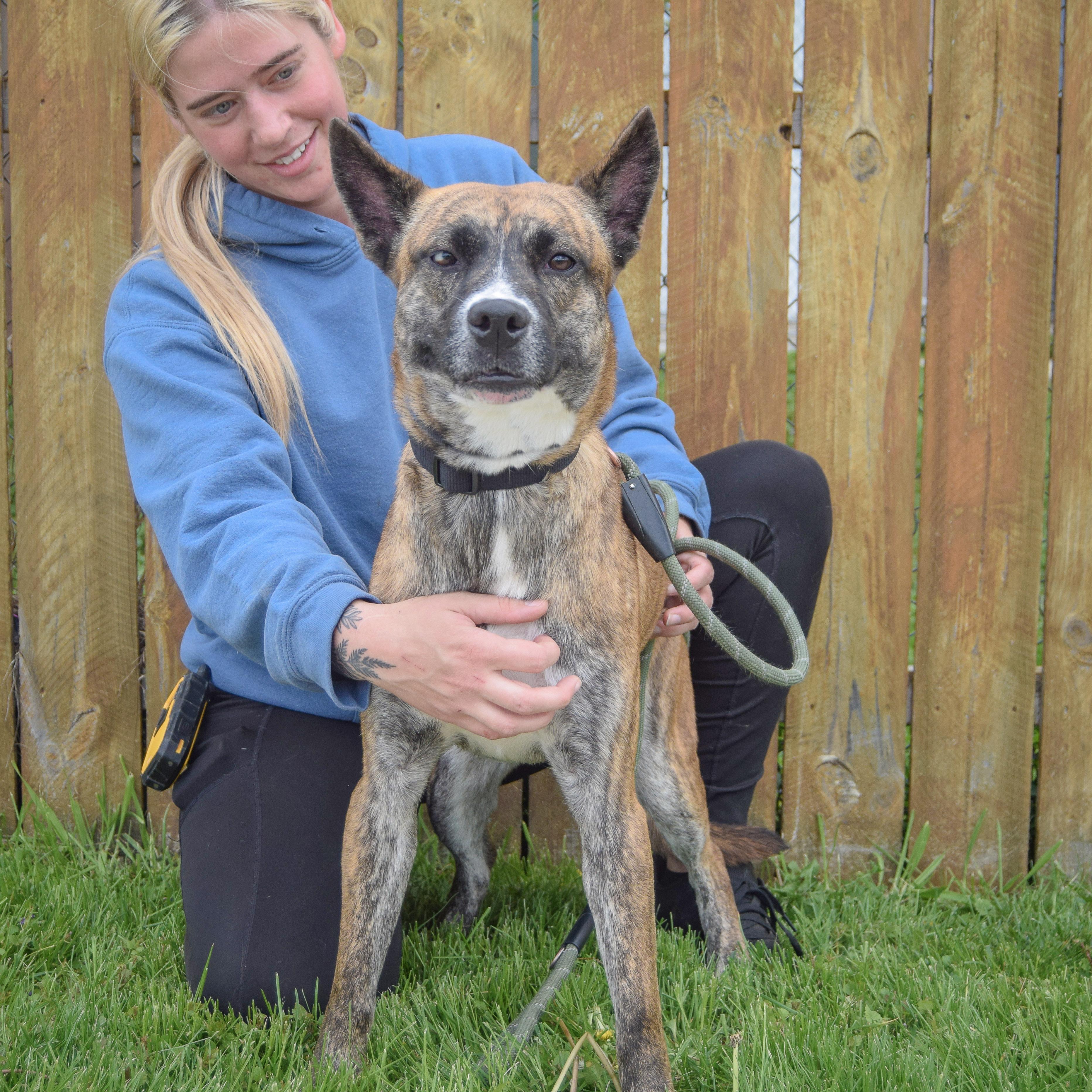 Enlarge Penguin, a Adoptable mixed breed in Huntley, IL image 4/5
