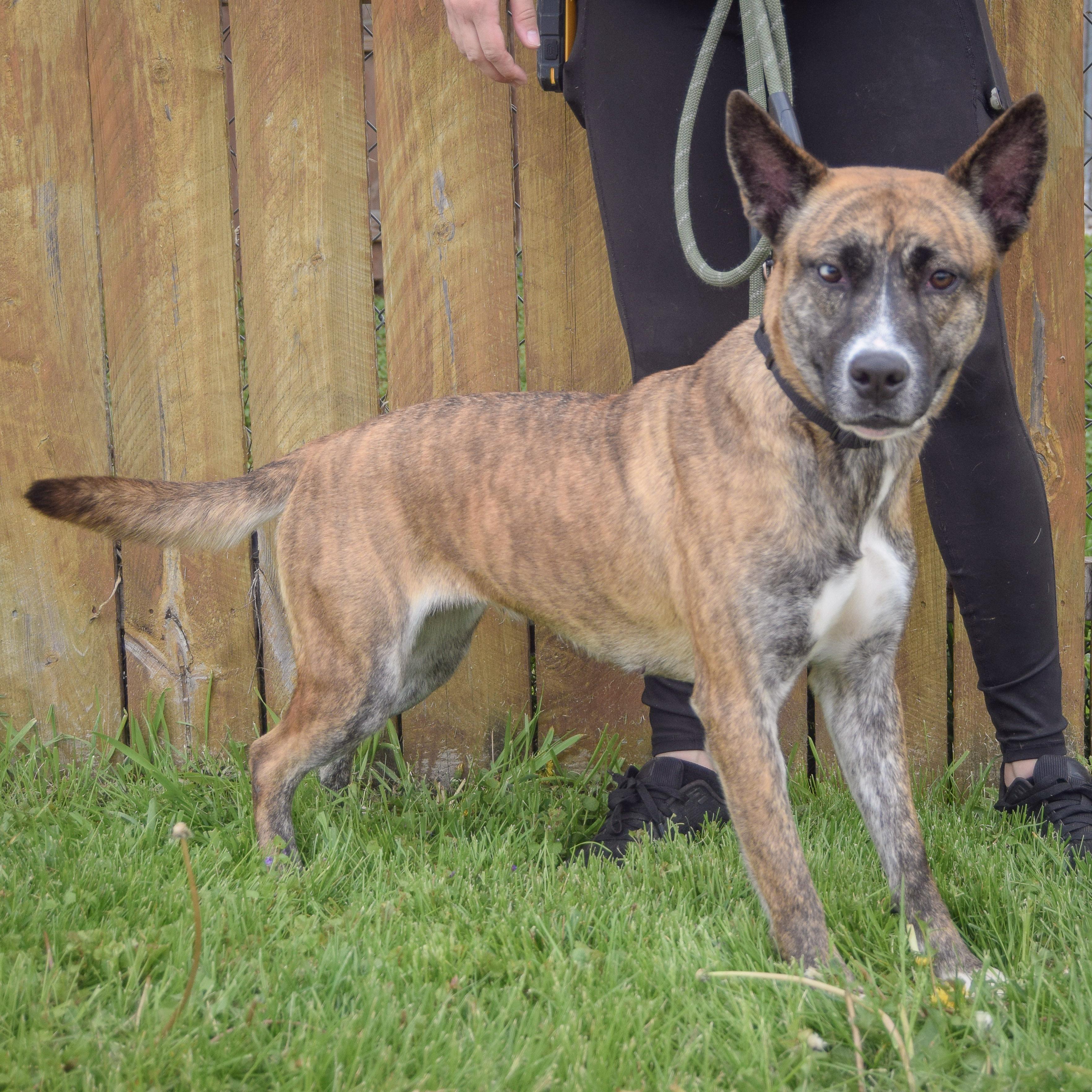 Enlarge Penguin, a Adoptable mixed breed in Huntley, IL image 5/5