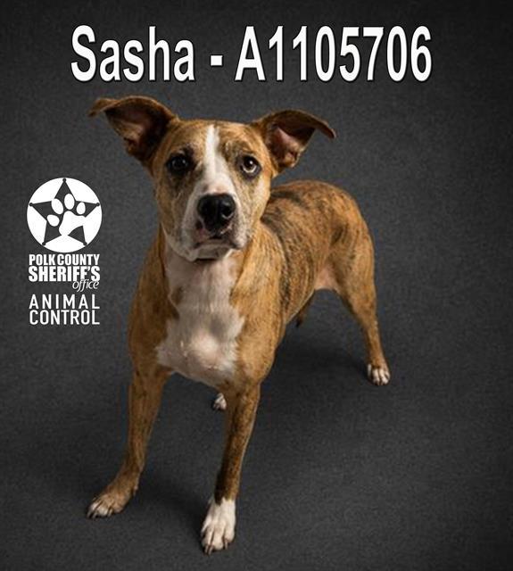 Enlarge SASHA, a Adoptable mixed breed in Winter Haven, FL image 1/1