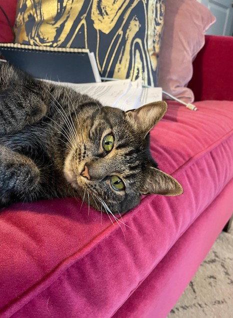 Felicity, Adoptable, Young Female Domestic Short Hair & Tabby.