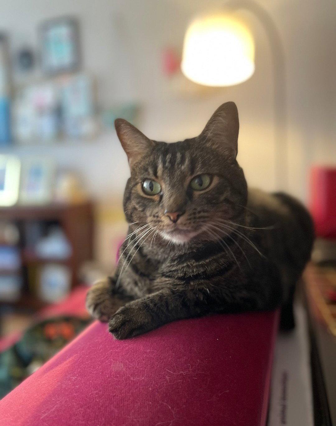 Felicity, a Adoptable mixed breed in Nashville, TN image 2/3