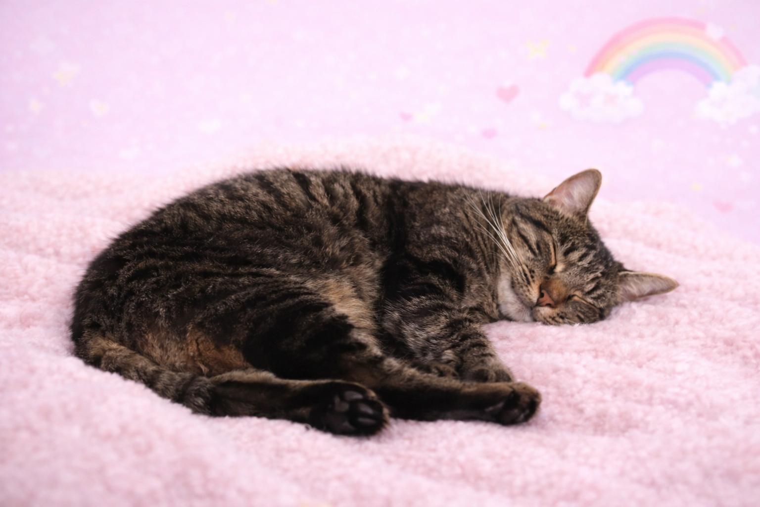 Felicity, Adoptable, Young Female Domestic Short Hair & Tabby.