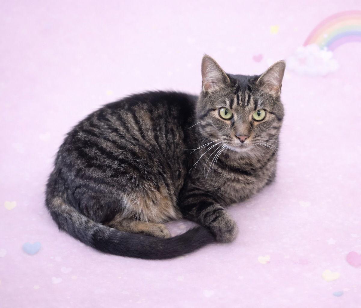 Enlarge Felicity, a Adoptable mixed breed in Nashville, TN image 2/3