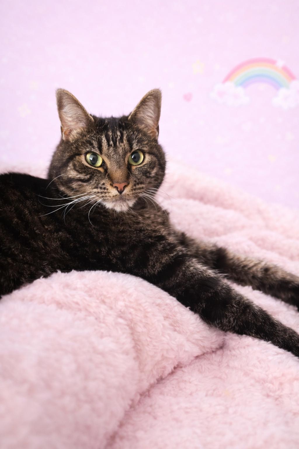 Enlarge Felicity, a Adoptable mixed breed in Nashville, TN image 3/3