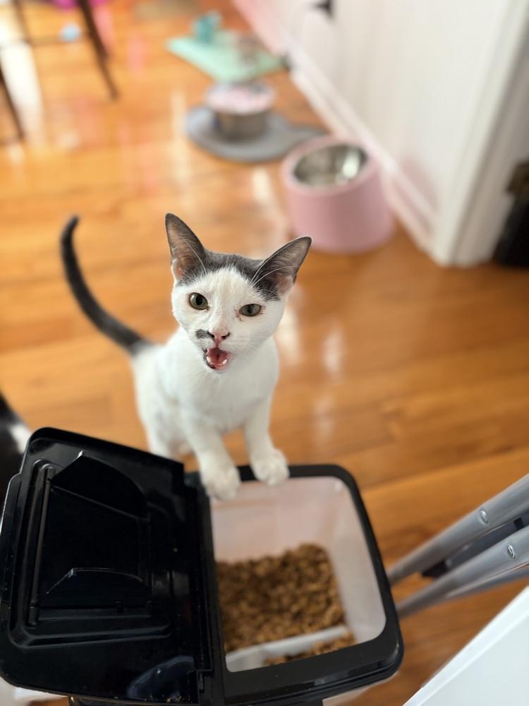 Enlarge Miso, a Adoptable Domestic Short Hair in Lake Wylie, SC image 1/6