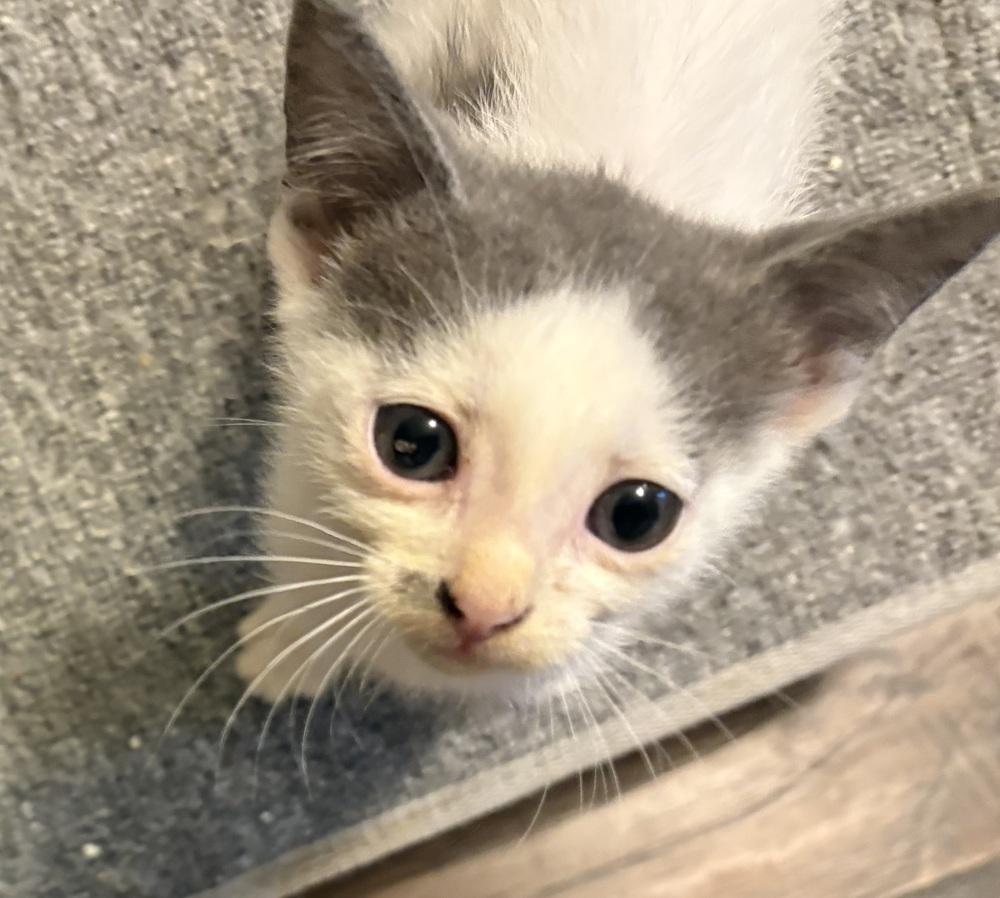 Miso, Adoptable, Kitten Male Domestic Short Hair.