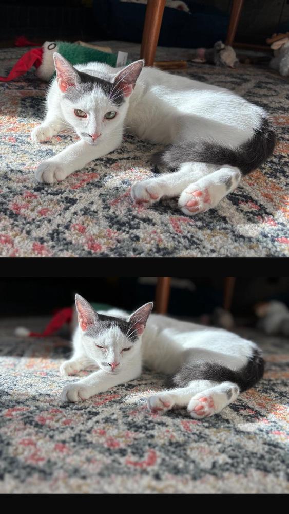 Miso, Adoptable, Young Male Domestic Short Hair.
