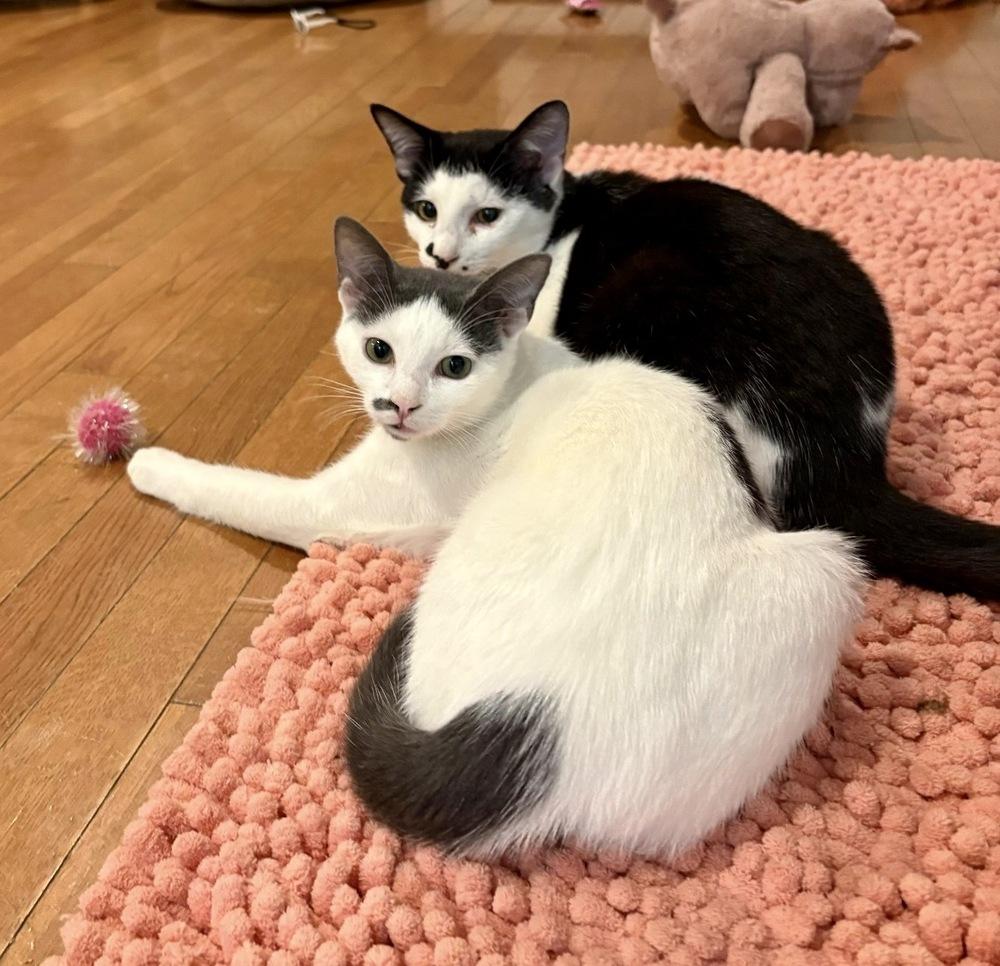 Enlarge Miso, a Adoptable Domestic Short Hair in Lake Wylie, SC image 4/6