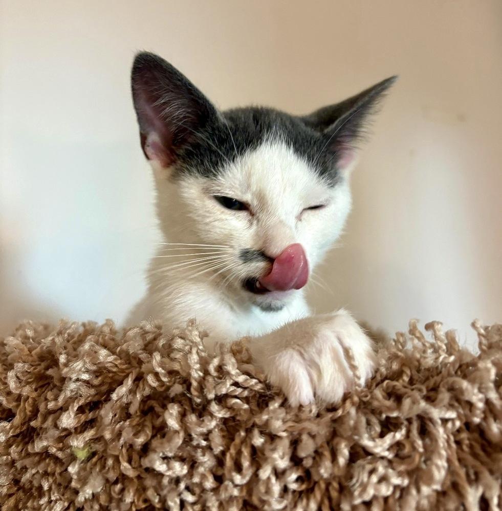 Enlarge Miso, a Adoptable Domestic Short Hair in Lake Wylie, SC image 5/6